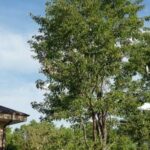 SierraRace_0105-200x200